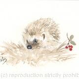 353 Hoglet  AVAILABLE 