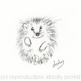 354 Hedgehog AVAILABLE 