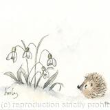 366 HETTi hoglet AVAILABLE 