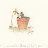 373 Hoglet AVAILABLE 