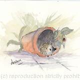 375 Hoglet AVAILABLE 