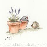 384 HETTi and MILLi AVAILABLE 