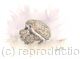 341 Hoglets feeding AVAILABLE 