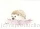 342 Hedgehog AVAILABLE 