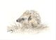 346 Hoglet AVAILABLE 