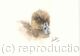 Juvenile Tufted Duck AVAILABLE 
