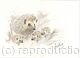 360 Hedgehog Family AVAILABLE 