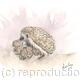 341 Hoglets feeding AVAILABLE 