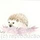 342 Hedgehog AVAILABLE 