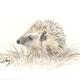 346 Hoglet AVAILABLE…
