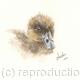 Juvenile Tufted Duck…