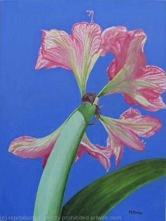 Amaryllis Sky