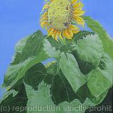 Biggest Sunflower I Ever Saw