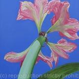 Amaryllis Sky