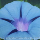 Morning Glory