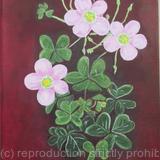 Oxalis
