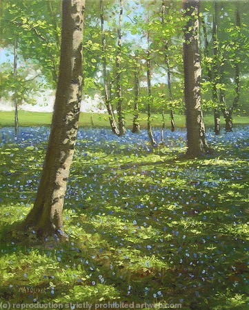 Bluebells, Marlow Common