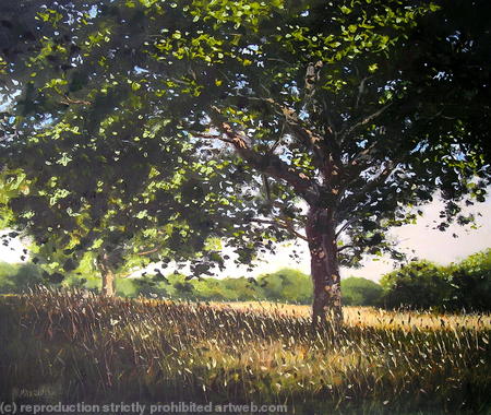 Tree near Keepers Cottage