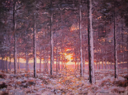 Sandford Forest Winter