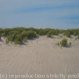 Sand Dunes, Haven Point, Dorset