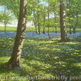 Bluebells, Marlow Common