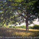 Tree near Keepers Cottage