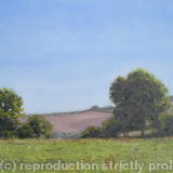 Rosenun Field Summer