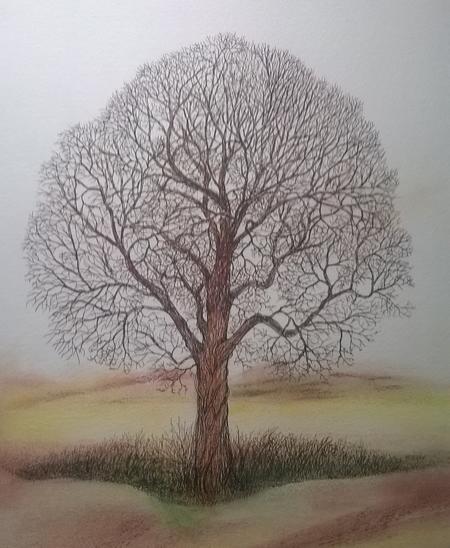 Oak tree in field