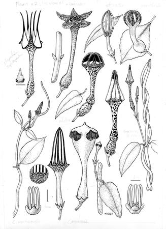 Ceropegia species