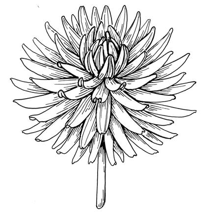 Dahlia ornamental