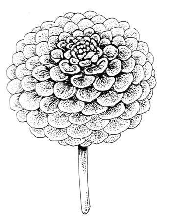 Dahlia pompom type