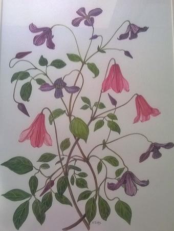 Clematis from Garden