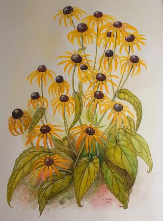 Coneflowers