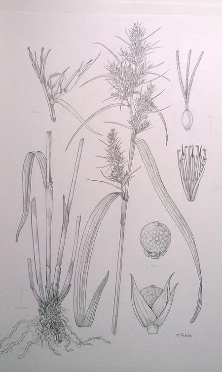 Cyperus