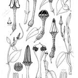 Ceropegia species