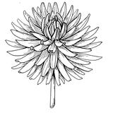 Dahlia ornamental