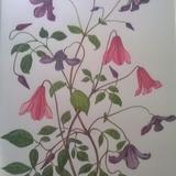 Clematis from Garden