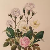 Roses and Lily of the Valley