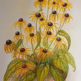 Coneflowers