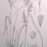 Cyperus
