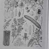 Legumes of Madagascar