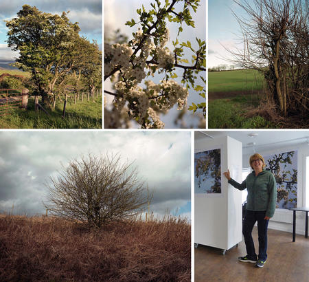Assunta Del Buono, Exhibition montage