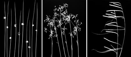 When the grass dances