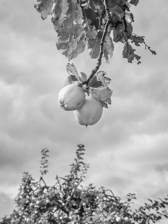 George Logan, Orchard Series