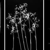 When the grass dances