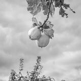 George Logan, Orchard Series