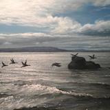 A Flock of Geese Alighting on Rocks on Lough Foyle