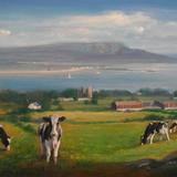 'Holstein Friesian Cows grazing at Greencastle with a view of Magilligan Point across Lough Foyle Estuary.' 
