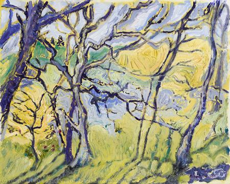 Trees, Ards Forest Park Donegal