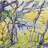 Trees, Ards Forest Park Donegal